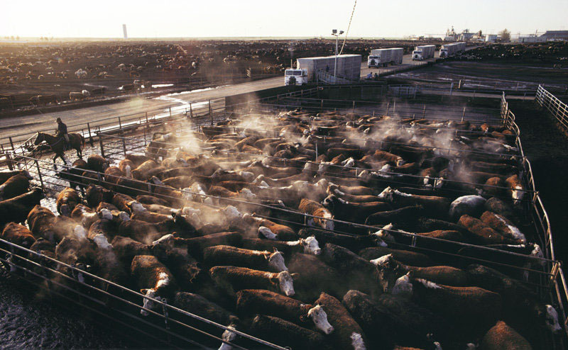cafo-cows